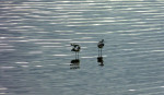 Avocets